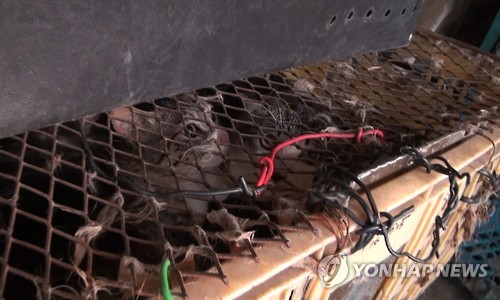 도축될 뻔한 길고양이