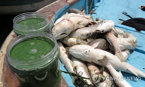 녹조로 물고기 폐사