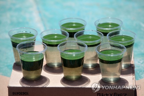 컵에 따른 행주나루터의 녹조