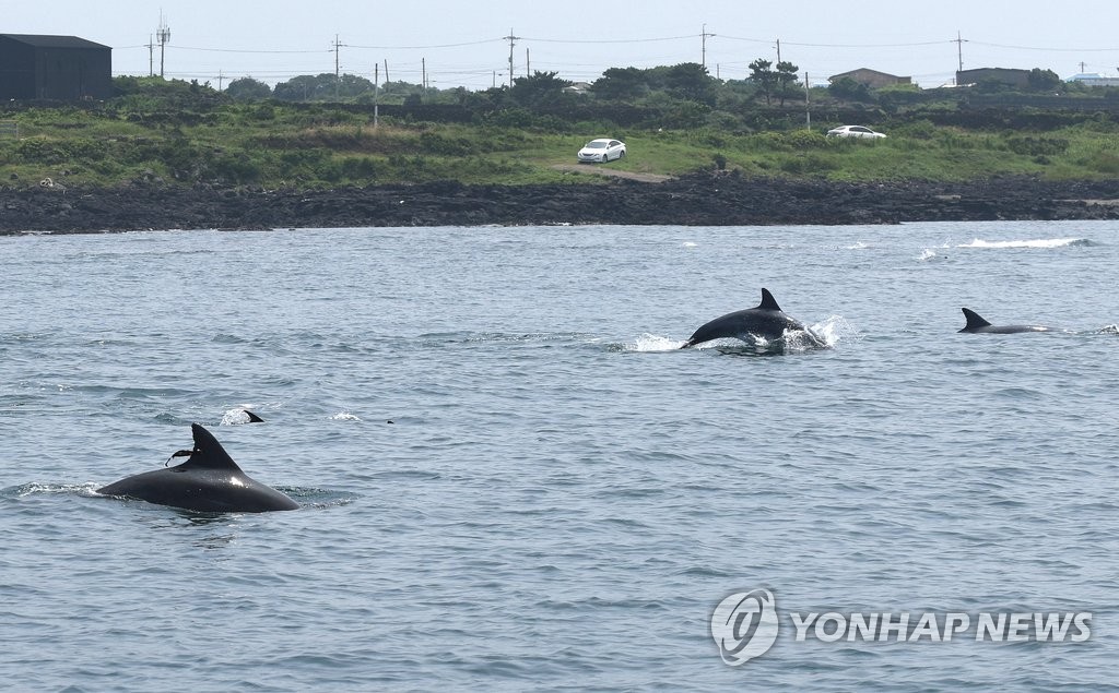 야생 무리 합류한 태산이