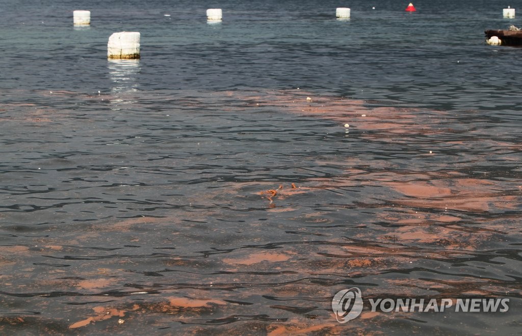 지난 23일 오후 통영시 한산면 해역의 한 양식장 근처에서 황토에 죽은 적조 유해생물. (연합뉴스 자료사진)