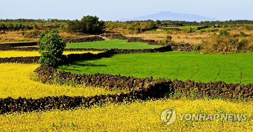 제주 유채밭과 청보리밭 가른 밭담 풍경