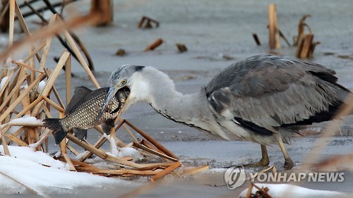 삼켰을까?…왜가리의 먹이사냥