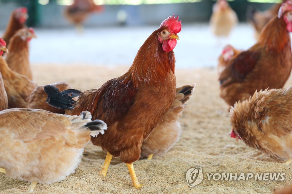 제주재래닭