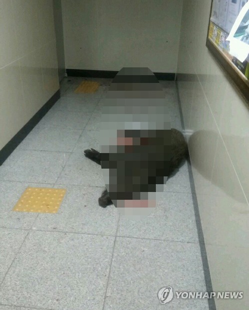부산 도심에 90㎏ 멧돼지 출현