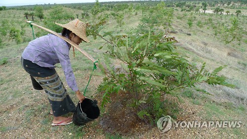 나무에 물 주는 미얀마 주민