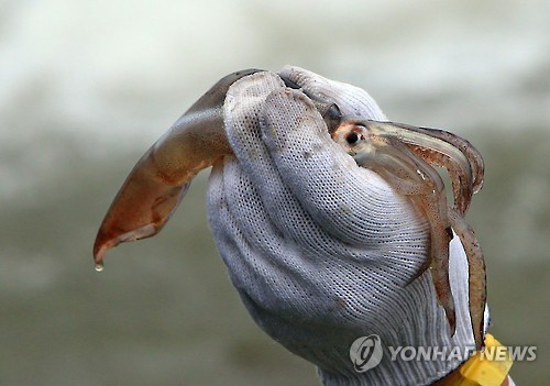 맨손으로 잡은 오징어