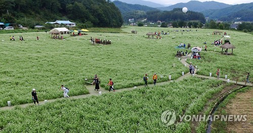 메밀꽃밭에서 추억 만들기