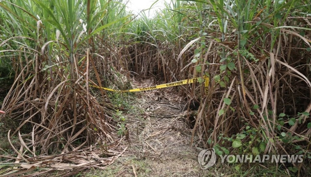 한인 시신 발견된 필리핀 사탕수수밭