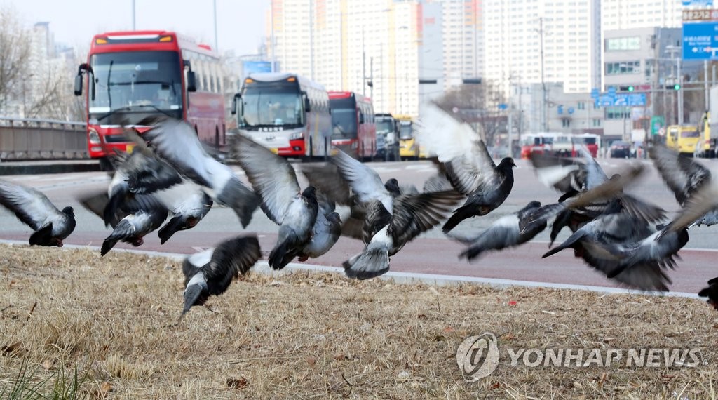 깜짝 놀라는 비둘기