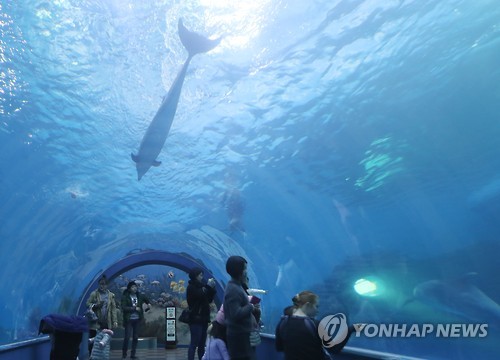 울산 고래생태체험관의 돌고래