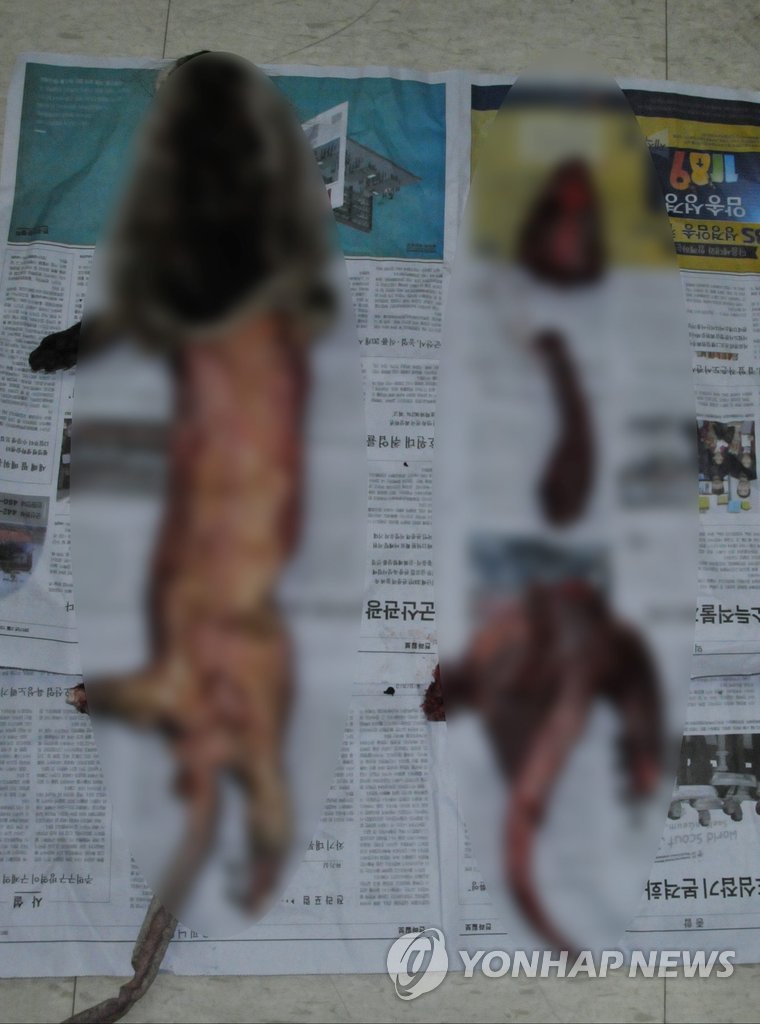 40대 농민이 불법 포획한 수달