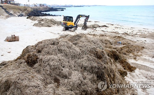 제주 해안에 또 밀려온 괭생이모자반