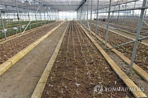 한라산 자생 왕벚나무 증식용 접목묘