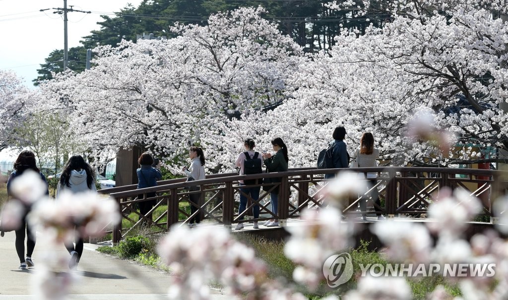 경포대 벚꽃 즐기는 관광객들[연합뉴스 자료사진]