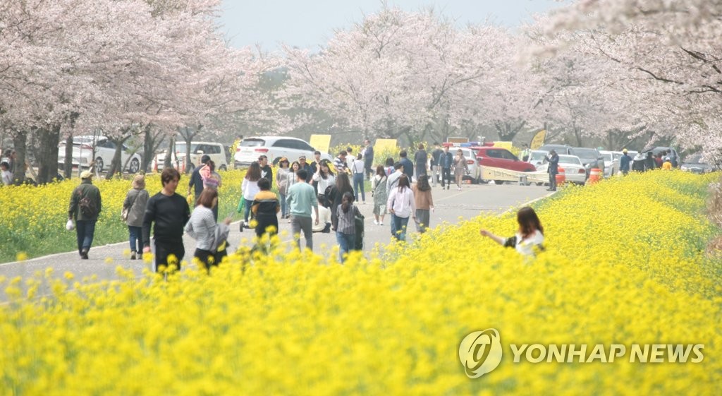 북적이는 제주유채꽃축제장