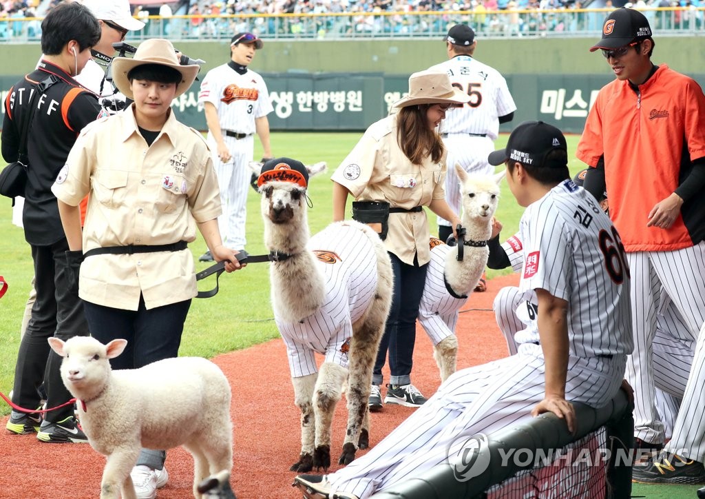 사직구장 알파카 '저 부산팬'