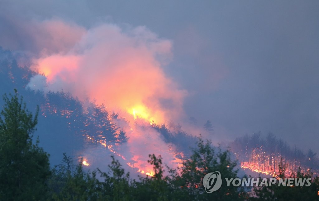 산림 집어삼키는 화마