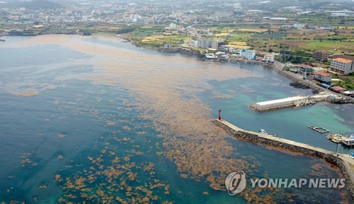 제주 연안 뒤덮은 괭생이모자반