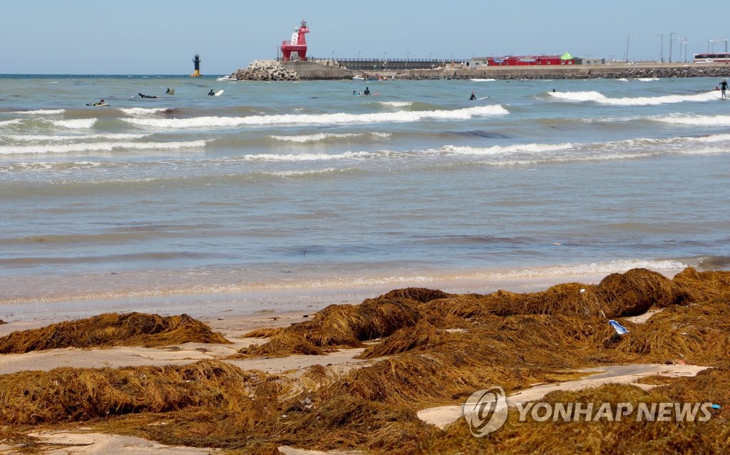 괭생이모자반 쌓인 제주 해수욕장