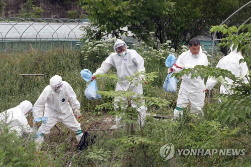 휴일에도 계속되는 살처분