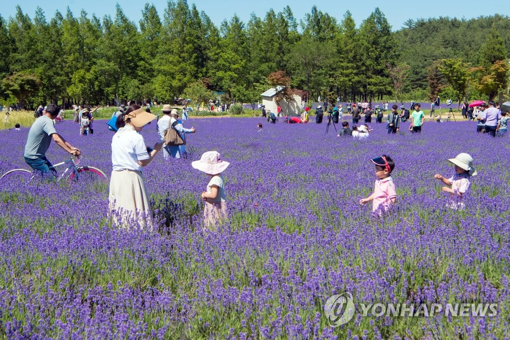 라벤더 축제가 한창인 강원 고성