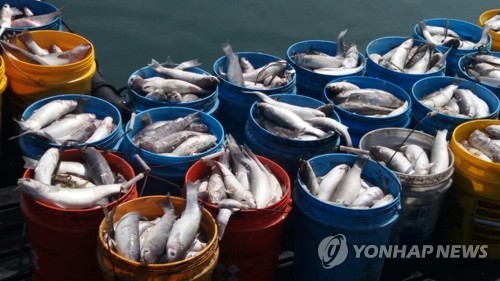 하동 양식장서 폐사한 숭어