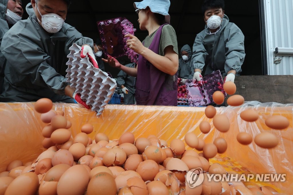 폐기되는 '살충제 계란'