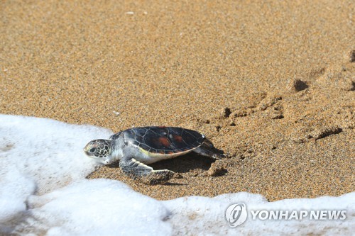 '여기가 진짜 바다야'