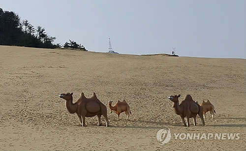 대청도 해변에 낙타가 활보?