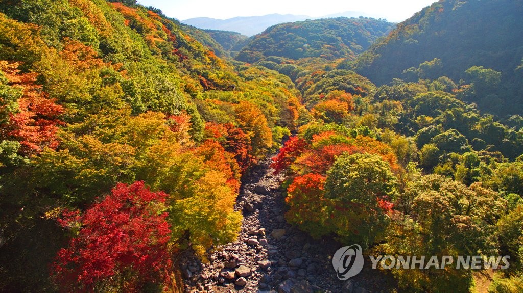 지금 한라산은 단풍 절정