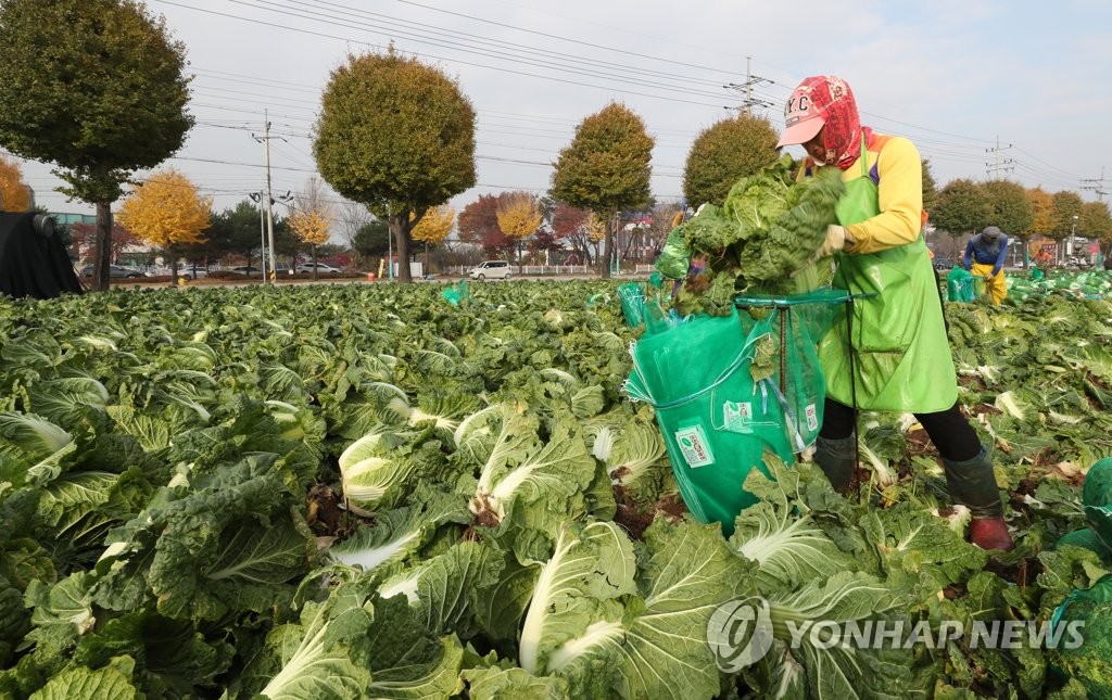 배추 수확하는 외국인 근로자