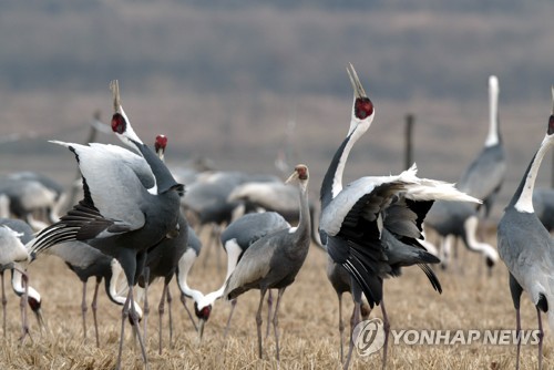 재두루미의 우아한 날갯짓.