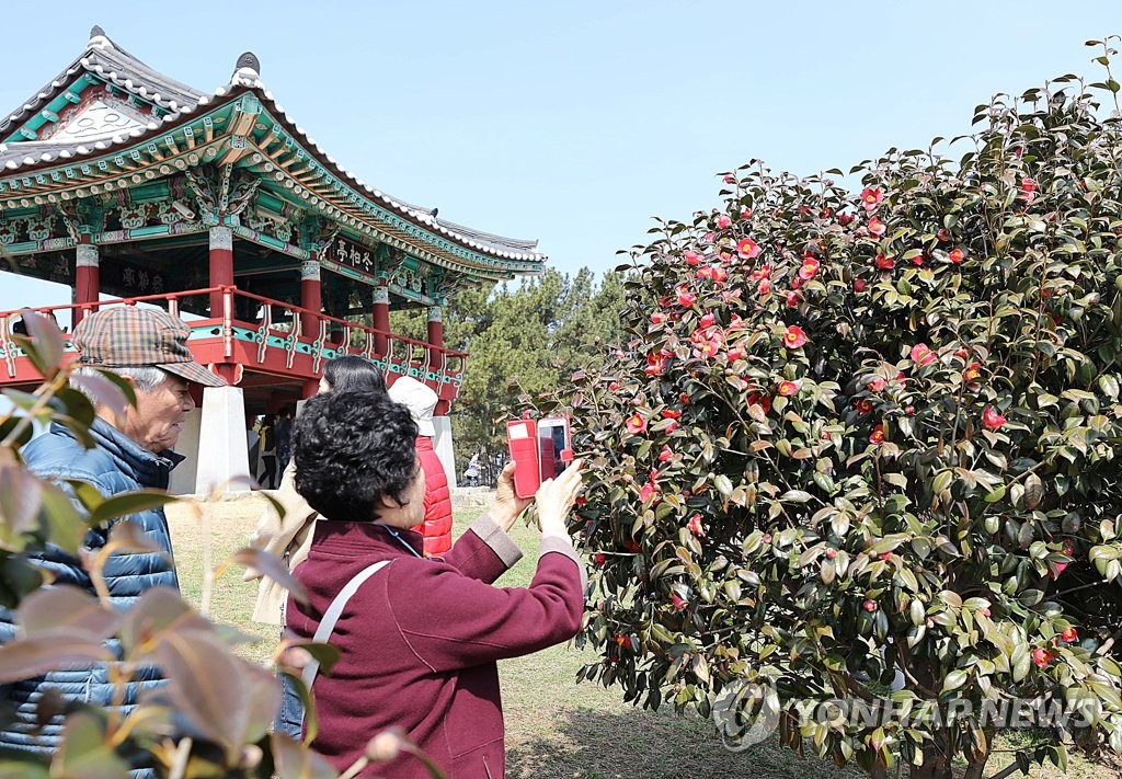 동백꽃 보고 주꾸미 먹으러 가야지