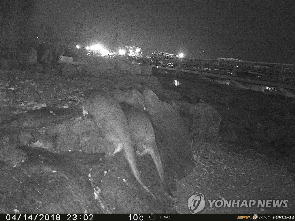 천연기념물 울산 목도 상록수림에 수달 서식