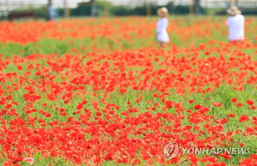 꽃양귀비와 함께