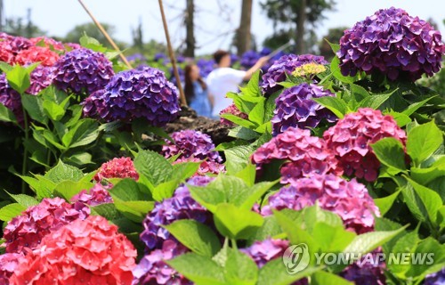 화사한 골목길 수국