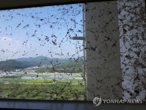 거미떼로 뒤덮인 아파트