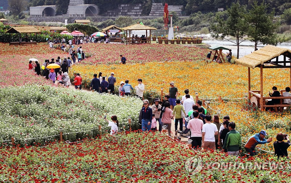 지난해 평창 백일홍축제를 찾은 관광객들이 꽃밭을 거닐고 있다.[평창군 제공=연합뉴스 자료사진]