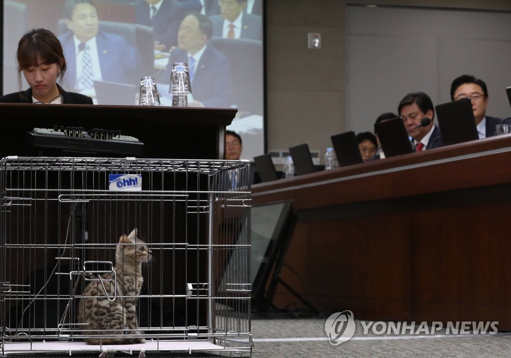 국감장 고양이 '어리둥절'