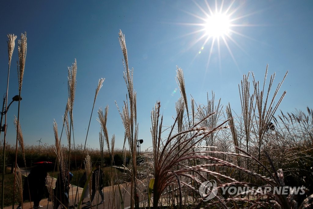 억새, 가을 하늘과 함께