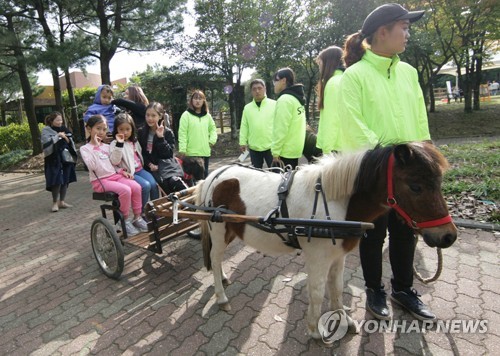 2018년 제주마축제 마차 체험