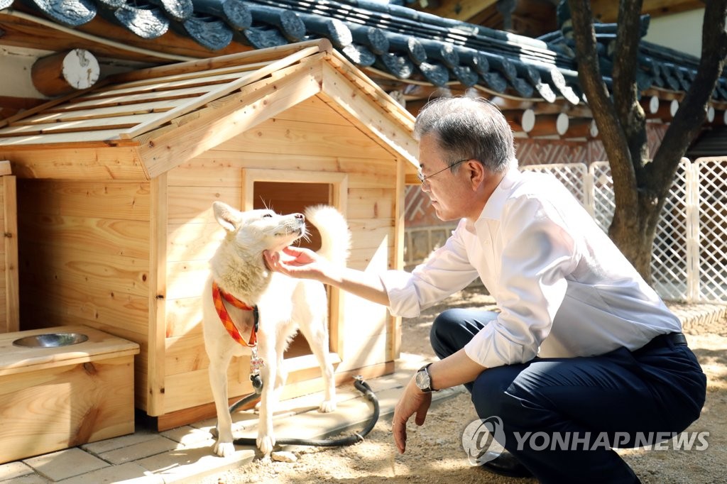 북에서 온 풍산개 '곰이' '새끼 6마리 낳아'