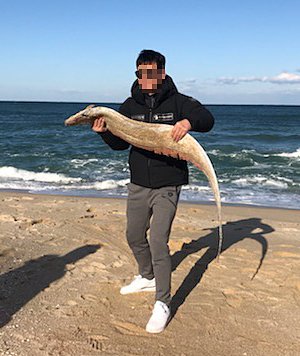 경포해변에 밀려 나온 투라치