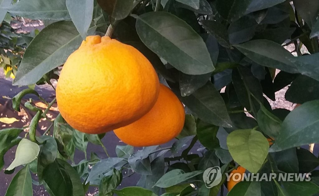 탐스러운 신품종 제주 감귤 '가을향'
