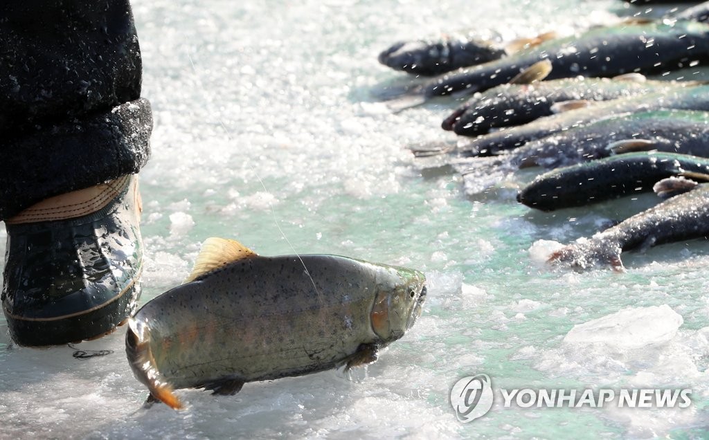 잡았다 산천어