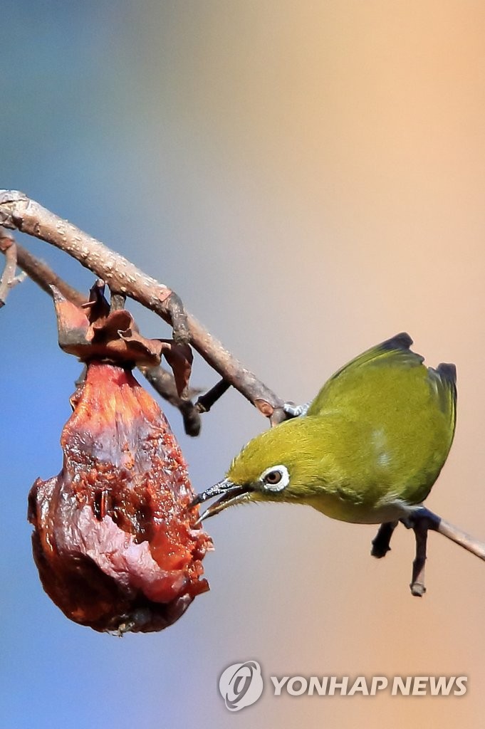 Persimmons for bird Persimmons for bird