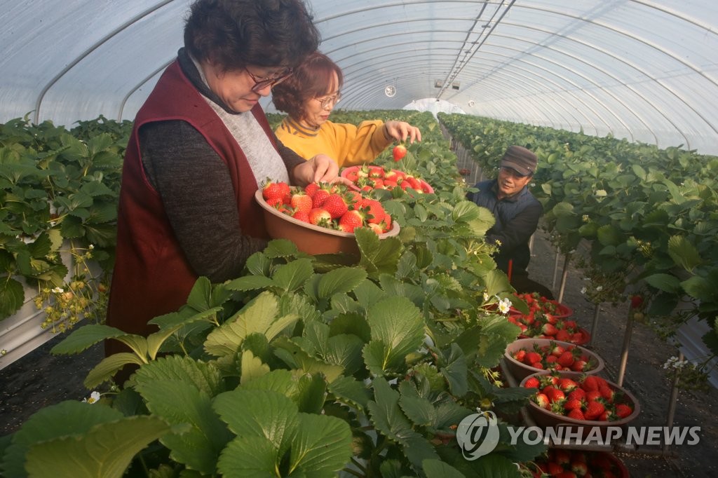한 딸기농장에서 농업인들이 딸기를 수확하고 있는 모습 [연합뉴스 자료사진]