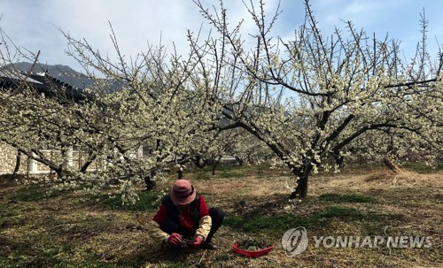 섬진강 따라 활짝 핀 '봄의 전령' 매화
