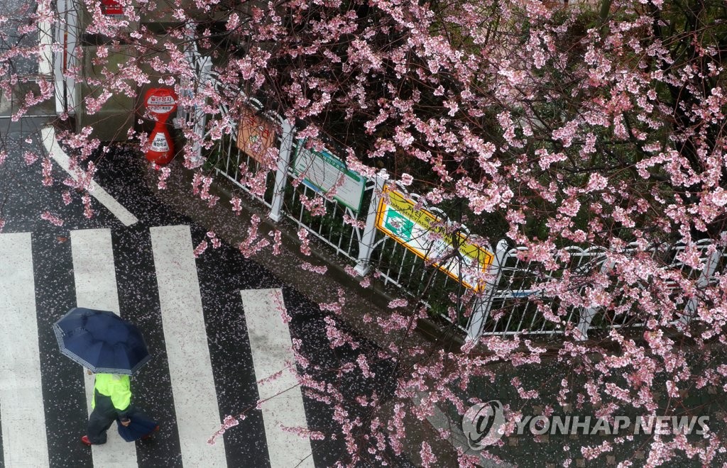 봄비에 젖은 벚나무